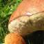 Mushroom