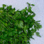 Parsley