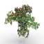 Bush