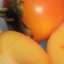 Persimmon