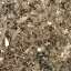Bark