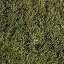 Grass