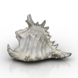 cockle-shell 3D Model Preview #a5eb7213