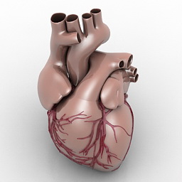heart 3D Model Preview #b759cec9