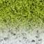 Grass