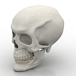 skull 3D Model Preview #64f4a181