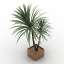 Palm