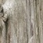 Bark