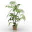 Palm