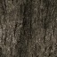 Bark