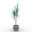 Palm