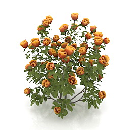 3D Roses preview
