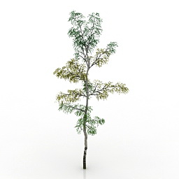 tree birch 2 3D Model Preview #d0284fae