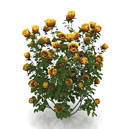 3D Roses preview