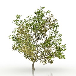 maple 3D Model Preview #fed8c101