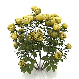 3D Roses preview