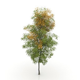 birch 3D Model Preview #244dac44
