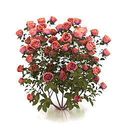 3D Roses preview
