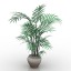 Palm