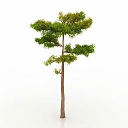pine tree 3D Model Preview #caf4407e