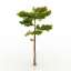 Pine