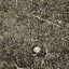 Ground