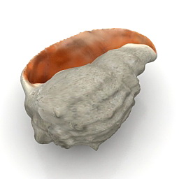 shell 3D Model Preview #4adda7ce