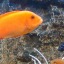 Aquarium