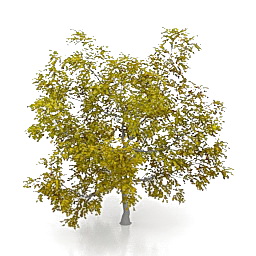 maple 3D Model Preview #d80cb555