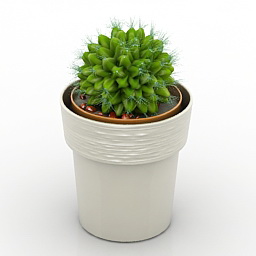 3D Cactus preview