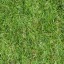 Grass