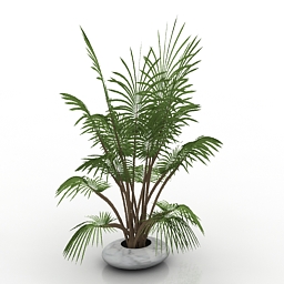 palm 3D Model Preview #8313ead8