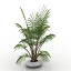 Palm