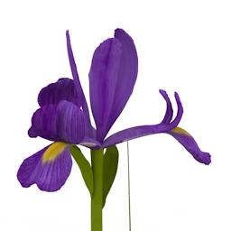 flower blue iris 3D Model Preview #084605f5