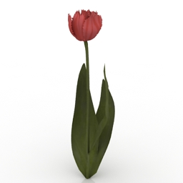 flower flaming parrot tulip 3D Model Preview #3e9756c6