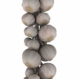 garlic 3D Model Preview #9bf61f5a