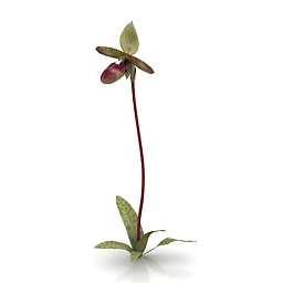 flower garnet orchid 3D Model Preview #36b9e617