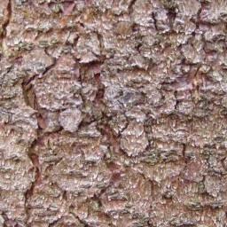 Bark