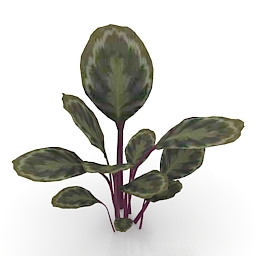 flower calathea 3D Model Preview #f316fda6