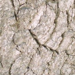 Bark