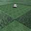 Grass