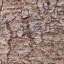Bark