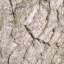 Bark