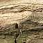 Bark