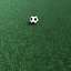 Grass