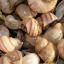 Shells