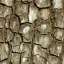 Bark