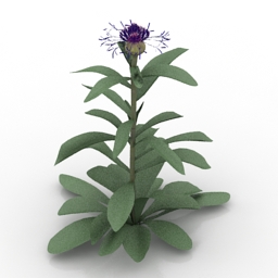 flower blue bachelor button 3D Model Preview #5a44b31a
