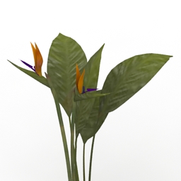 plant bird of paradise 3D Model Preview #ef6f5b70