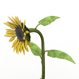 sunflower 3D Model Preview #93d916c0